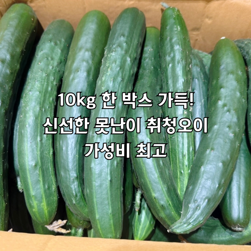 못난이오이 10kg 가성비 최고! 마이트리텃밭사장 취청오이로 다양한 오이요리 만들기