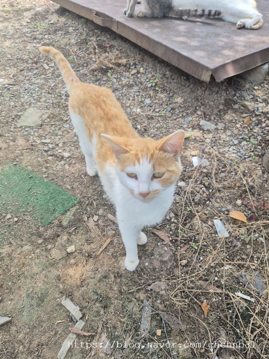 솔모랭이 사진 5