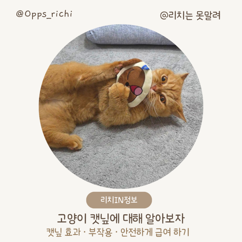 고양이 캣닢 부작용 | 안전하게 급여하는 방법과 주의사항