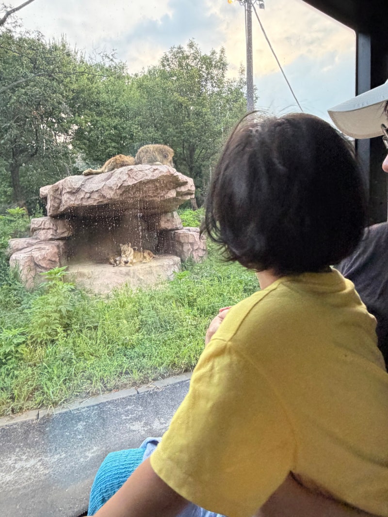 5살 아이와 함께 한 에버랜드 야간 사파리_야간 사파리 대기 및 사파리 평당 자리_평일 방문 ....