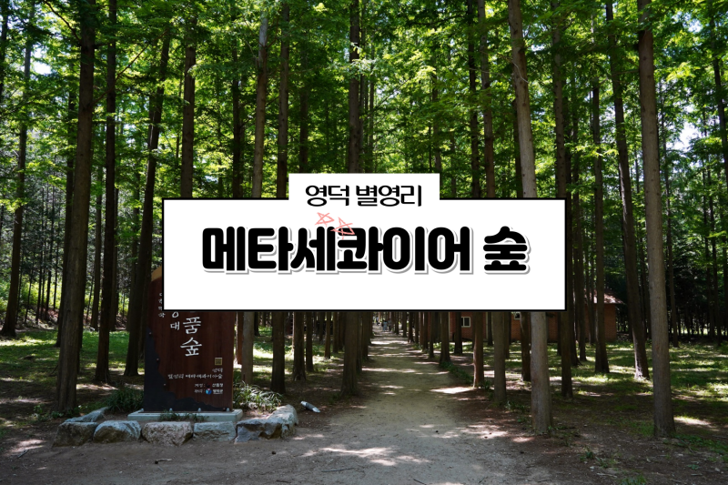 울진 영덕 가볼만한곳 1박 2일 촬영지 별영리 메타세콰이어길 산림욕
