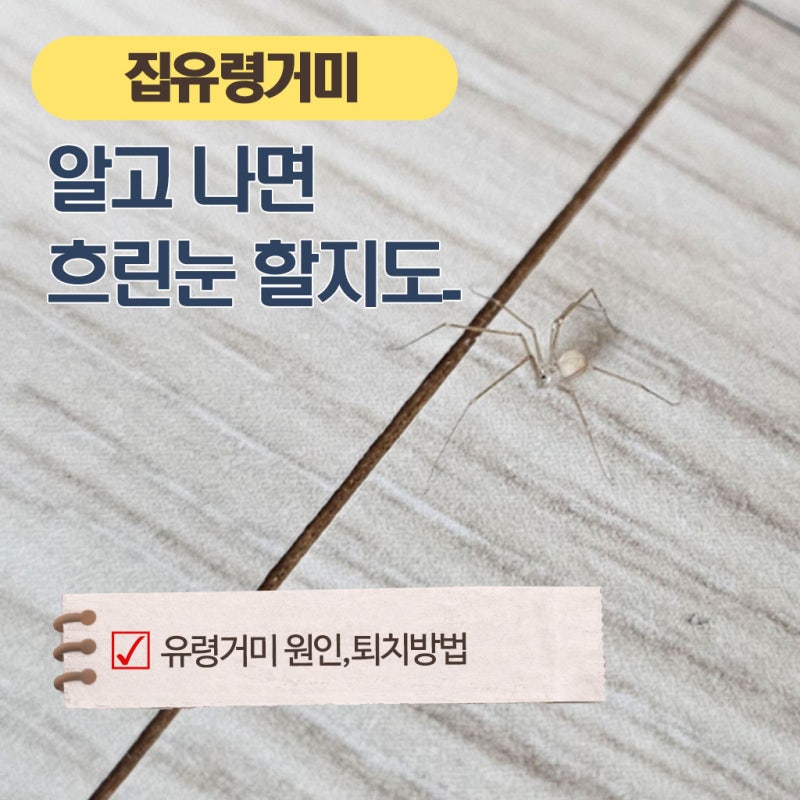 징그럽지만 알고 나면 함부로 못 없앱니다.집유령거미 원인,퇴치방법