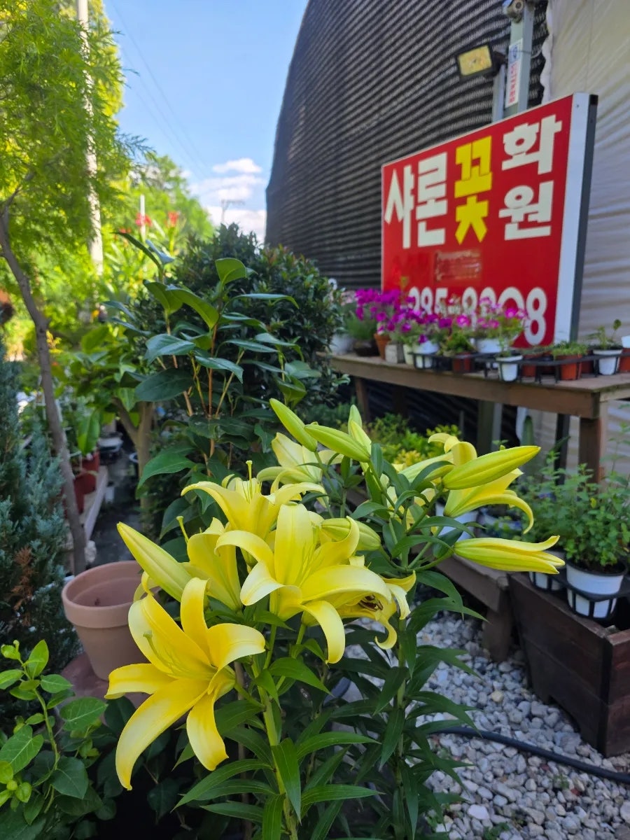 샤론 사진 5