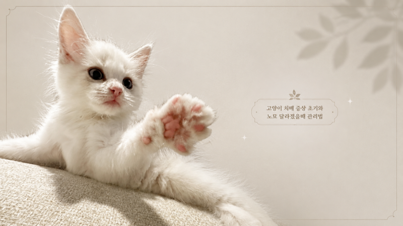 고양이 치매 증상, 노묘가 달라졌을 때 확인할 신호와 관리 팁