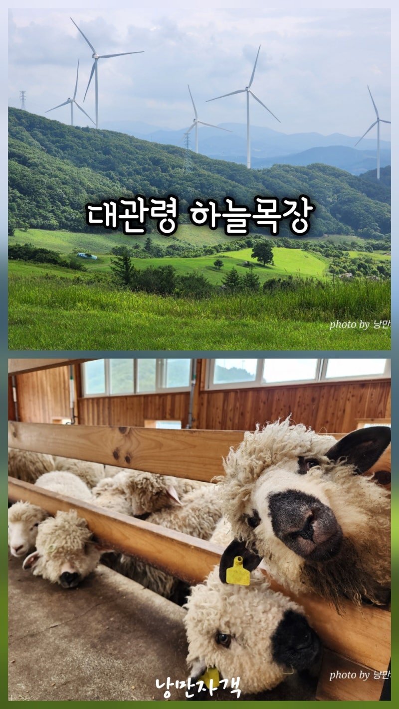 평창 대관령 하늘목장-입장료 애견동반 한국의 알프스라 불리는 양떼목장