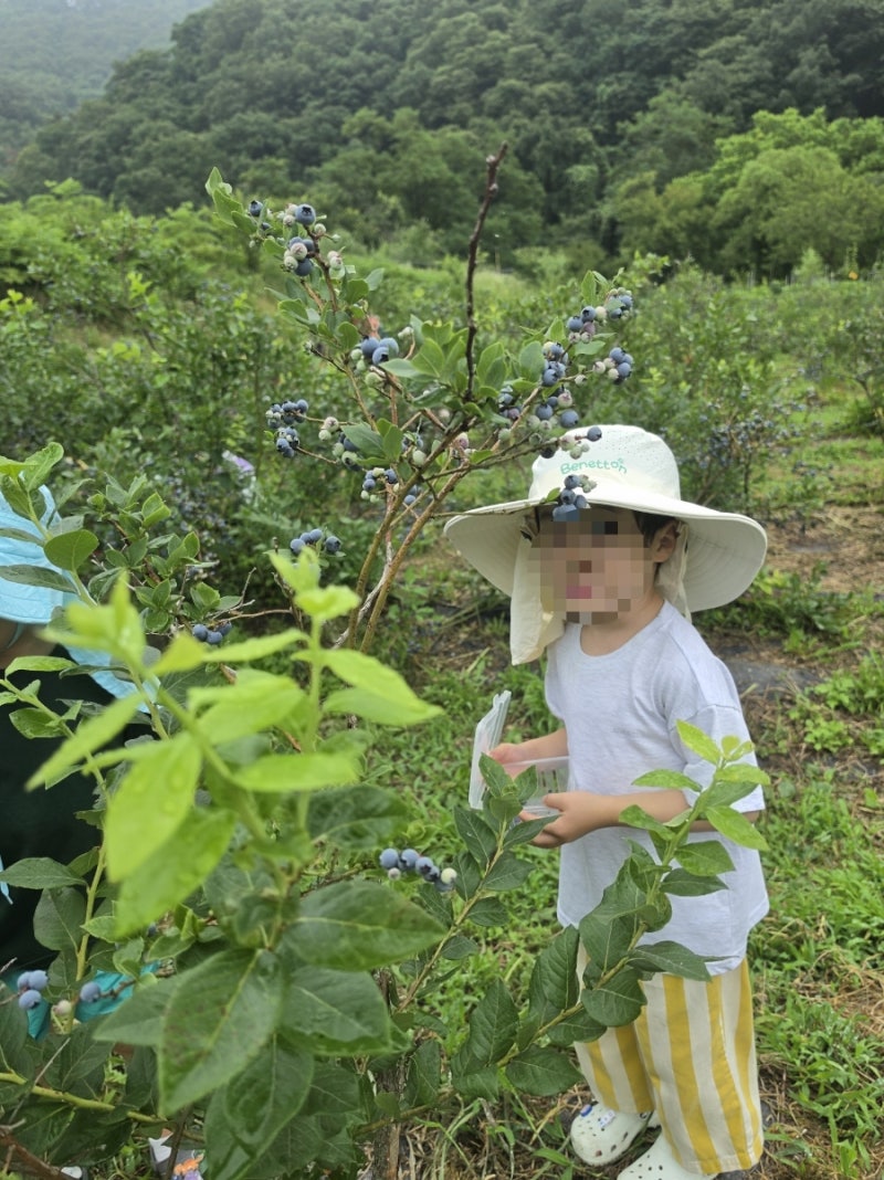 남양주 소소리농장 블루베리 따기 체험｜아이랑 냇가 피크닉까지 즐긴 하루