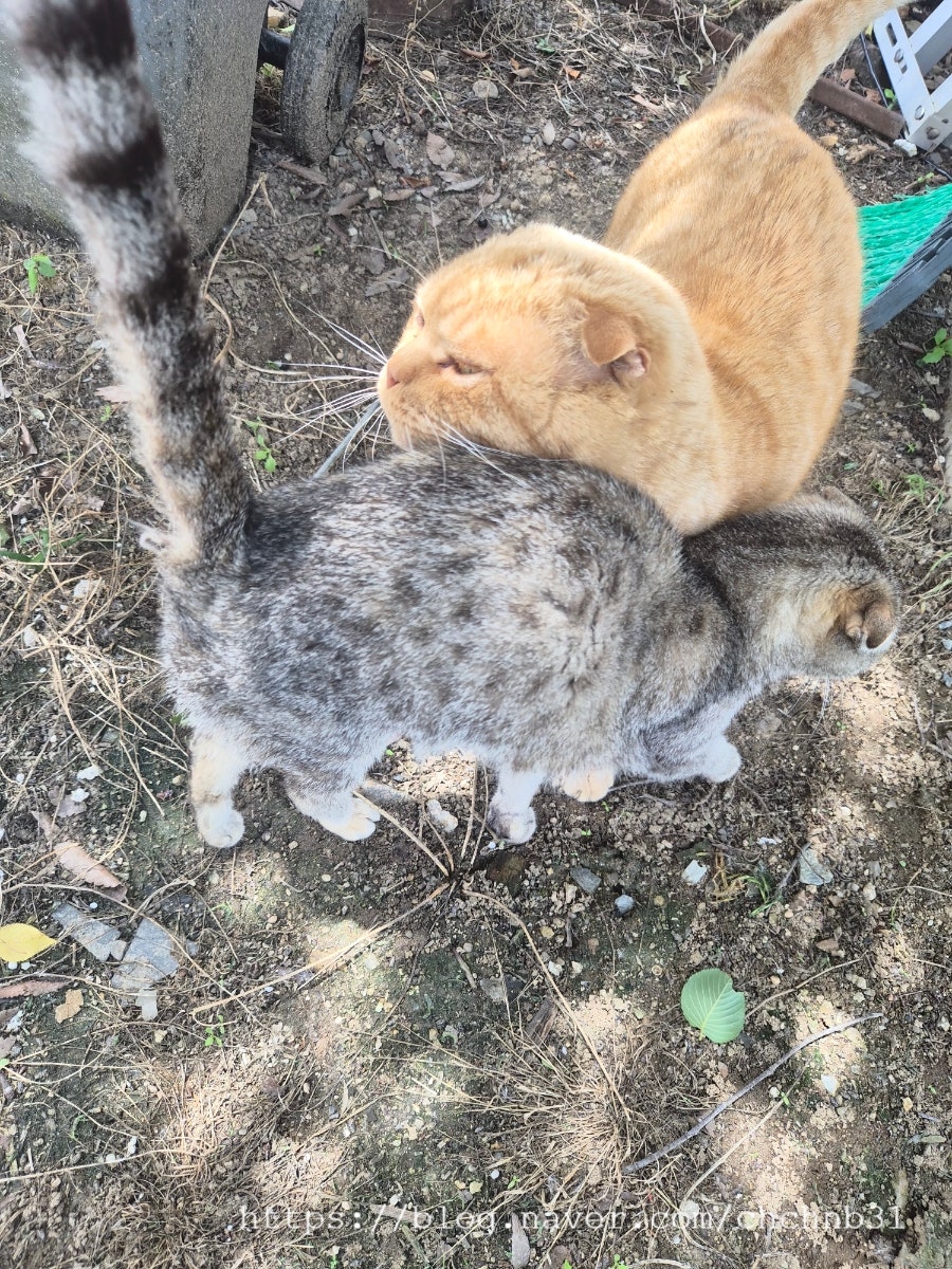 솔모랭이 사진 4