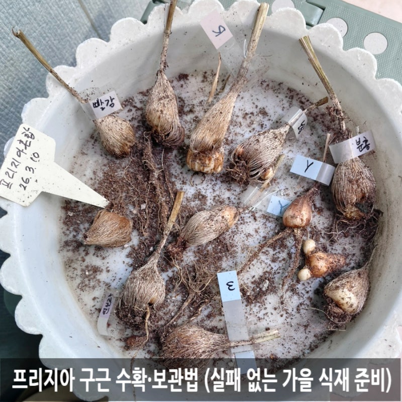 프리지아 구근 수확 시기와 보관법, 직접 가꾼 알뿌리 관리 요령