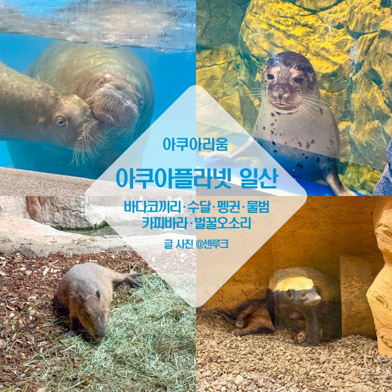 경기도 일산 가볼만한곳 여름 실내 데이트 일산 아쿠아플라넷