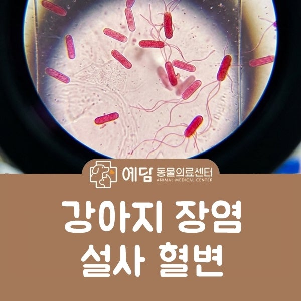 강아지 장염 원인 설사 혈변 증상 입원 치료와 전염 치료법