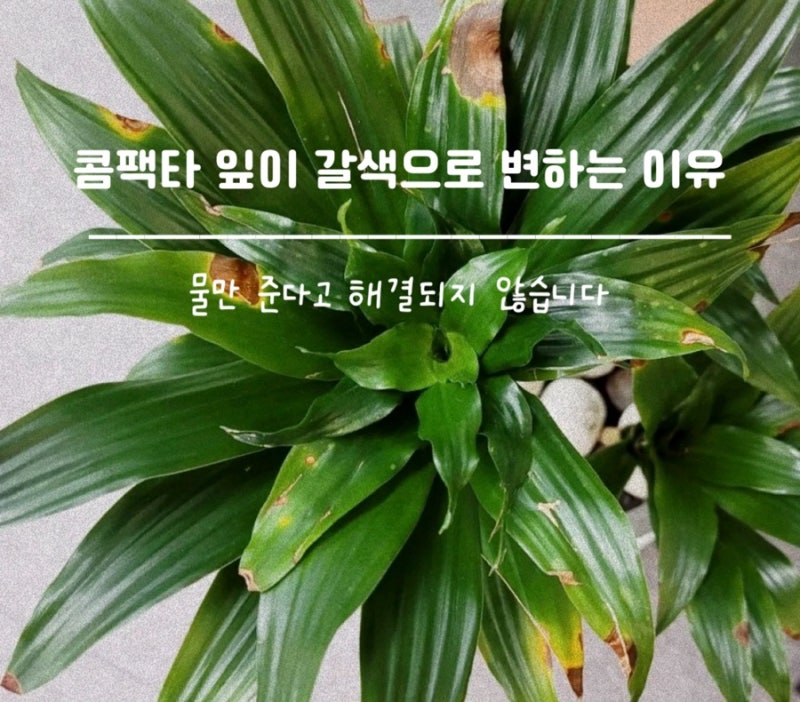 콤팩타 잎이 갈색으로 변하는 이유, 물만 준다고 해결되지 않습니다