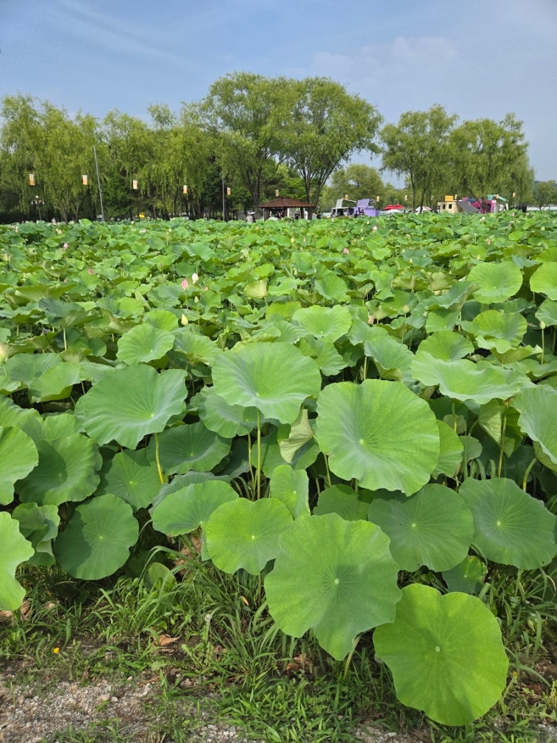 Things to Do in Buyeo: Buyeo Seodong Lotus Festival at Buyeo Seodong Park (Gungnamji) | Real-time Lotus Bloom Status