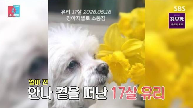 허안나 "하루 사이 두 아이 모두 떠났다" 반려견·반려묘와 눈물의 마지막…"제 배 위에서 보....
