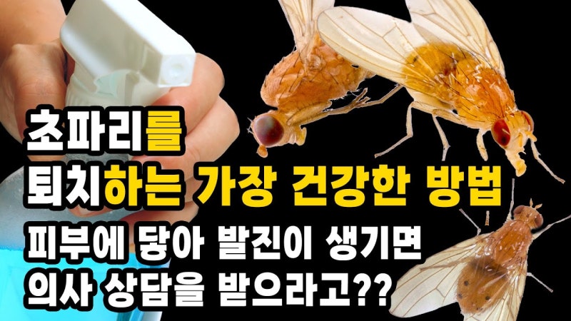 초파리 날파리 싱크대 배수구 가글 하나로 박멸하는 방법