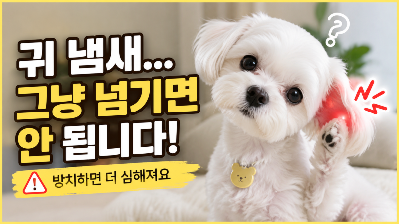 강아지 귀에서 냄새가 난다면? 단순한 냄새가 아닐 수도 있습니다