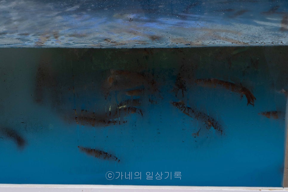 아낙네 사진 5