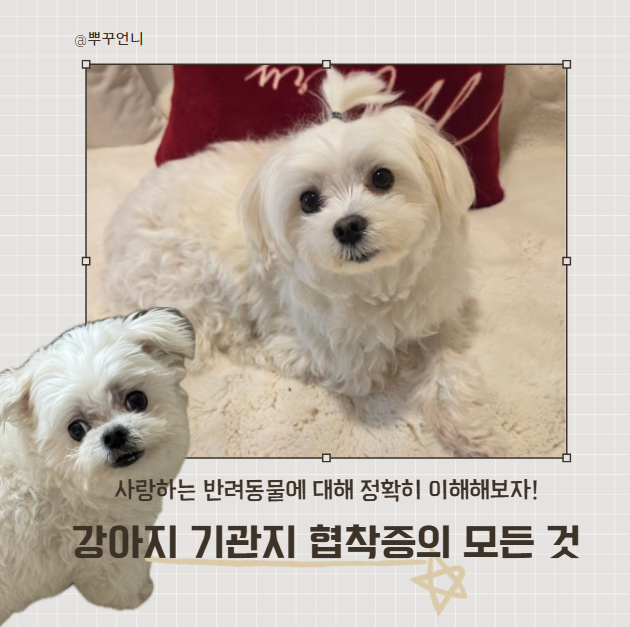 강아지 기관지협착증 증상, 원인, 영양제, 관리방법 미리 알아두세요