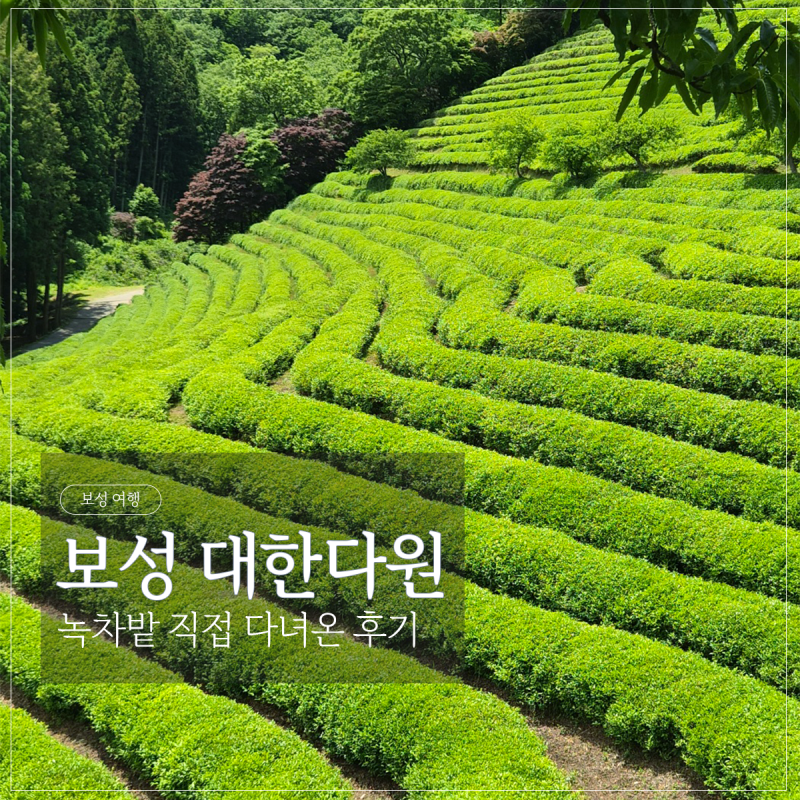 보성 대한다원 녹차밭 여행 | 입장료, 포토존, 근처 카페까지 직접 다녀온 후기