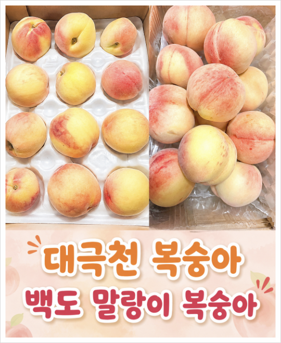 대극천 복숭아와 백도 말랑이 복숭아를 직접 먹어본 후기 (2026년 7월)
