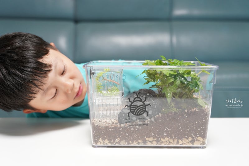 사마귀키우기 포함 하이밀 포트리움 집에서 자연관찰 중