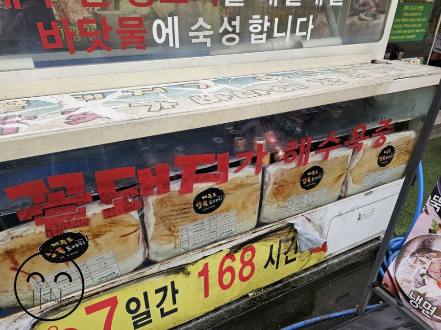 탐라도야지 사진 6