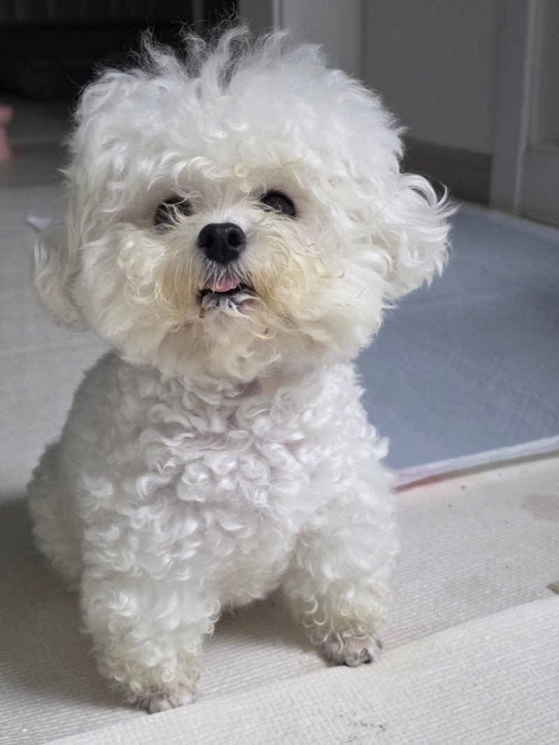강아지 부정교합 증상 침흘림 혀나옴, 유치 제때 빼야하는 이유