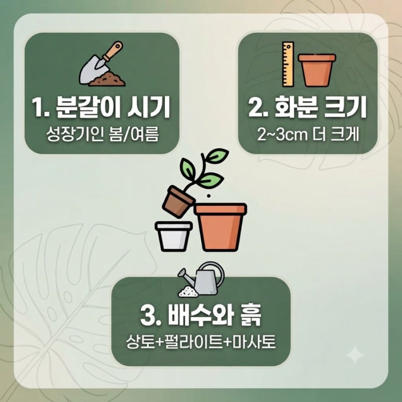 몬스테라 화분분갈이 시기는?