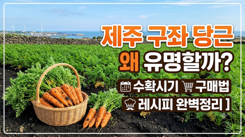 제주 구좌 당근 왜 유명할까? 2026 수확시기 및 농장 체험·구매법 총정리