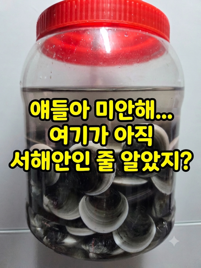 모시조개 동죽 실패 없는 조개 해감방법 (feat. 강화도 갯벌체험 꿀팁)