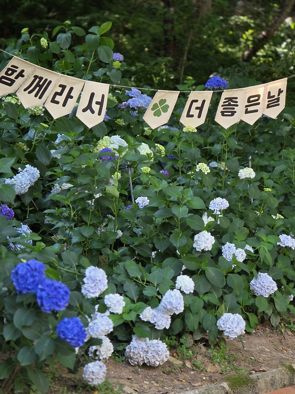 꽃길 사진 4