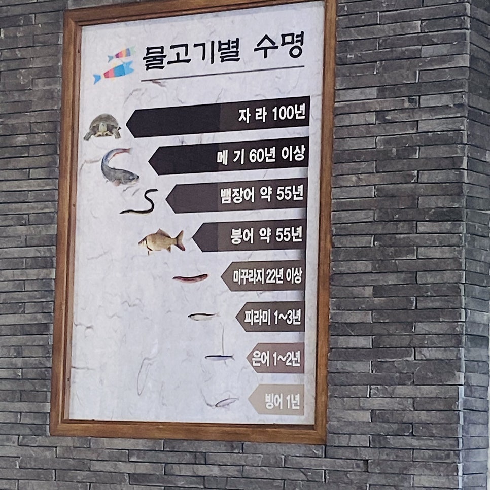입큰메기 사진 6