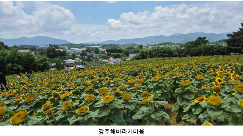 함안 나들이 – 강주해바라기마을, 입곡군립공원산림욕장, 함안연꽃테마파크, 무진정