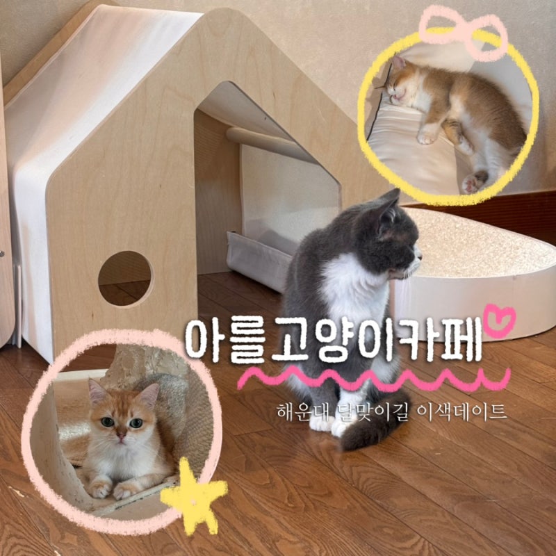 부산 해운대 | 달맞이고개 이색데이트 고양이카페 예스키즈존 - 아를고양이카페