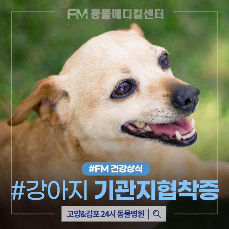 켁켁 또는 거위소리가 난다면? 강아지 기관지협착증 증상이에요!