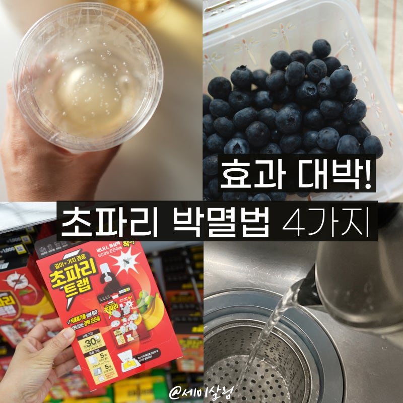 초파리 없애는 법 4가지 | 효과봤던 주방 벌레 퇴치 기록