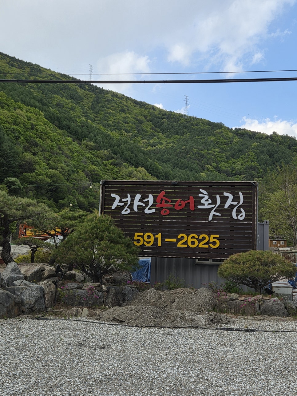 정선송어횟집 사진 2