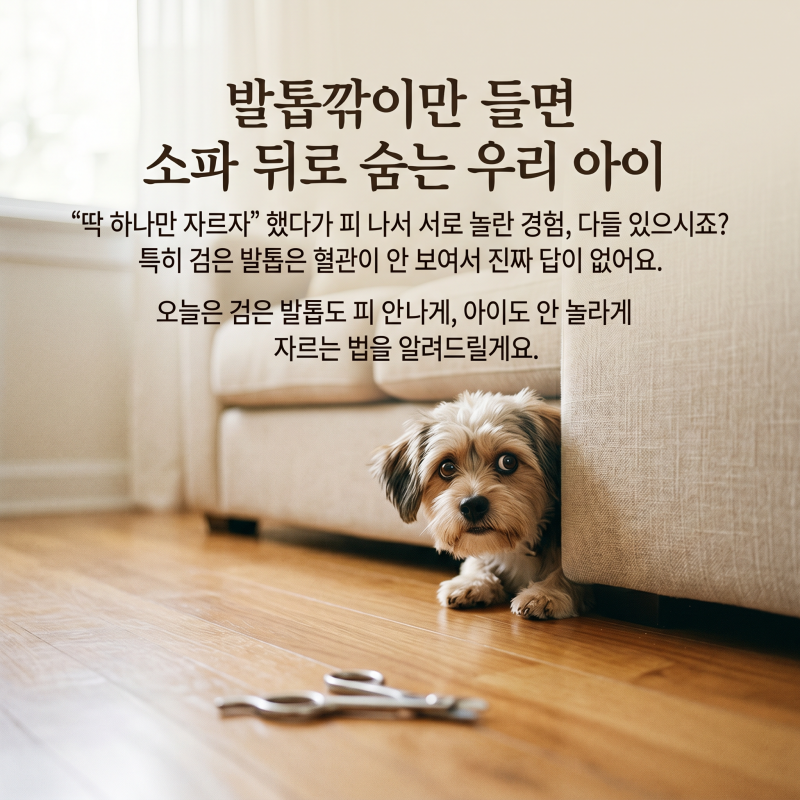 강아지 검은 발톱 안 다치게 자르는 법 (혈관 찾기)