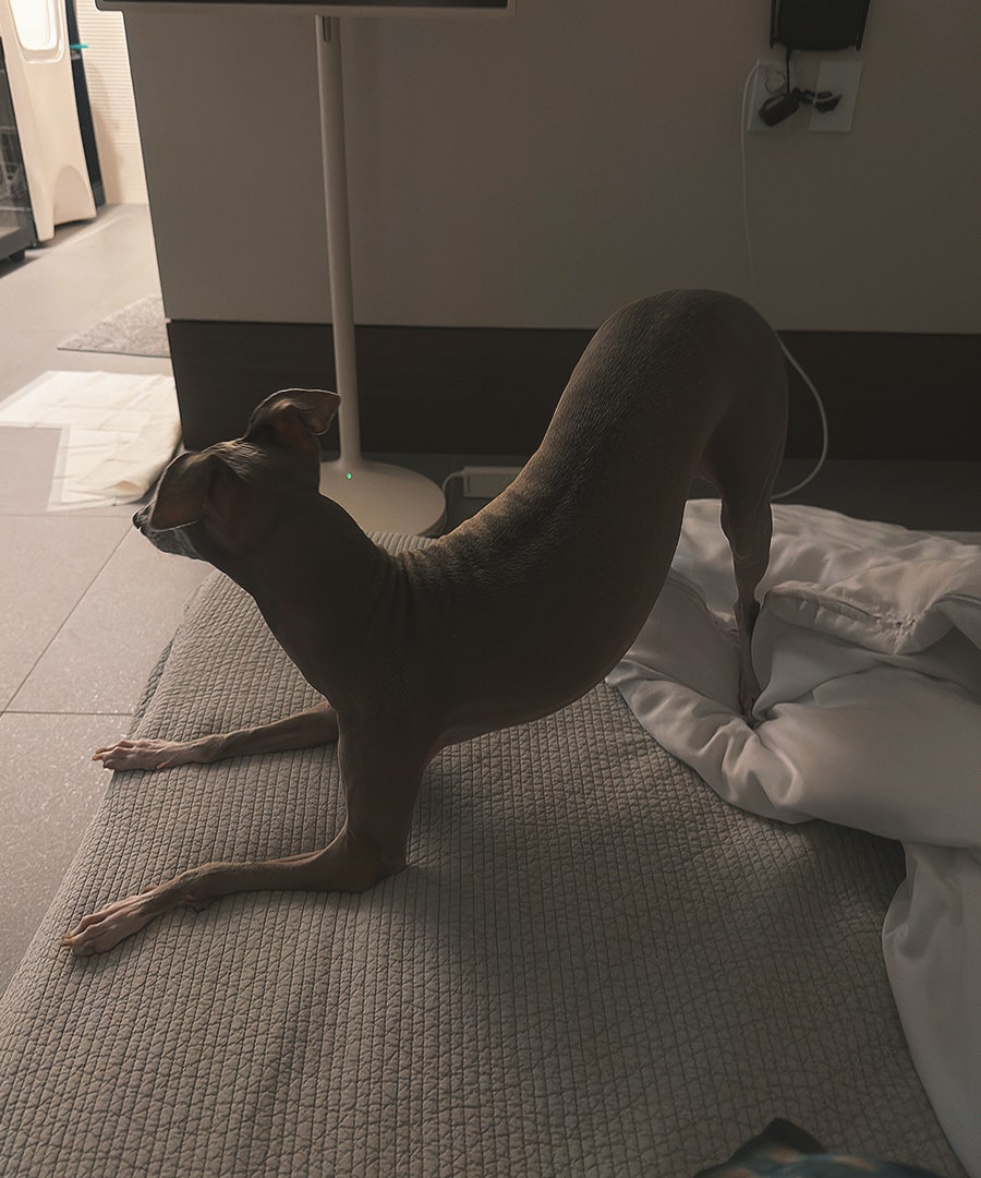 도리토리 사진 2