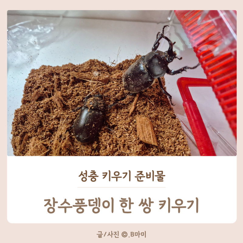 장수풍뎅이 키우기, 성충 준비물 가격과 암컷이 흙속에만 있는 이유