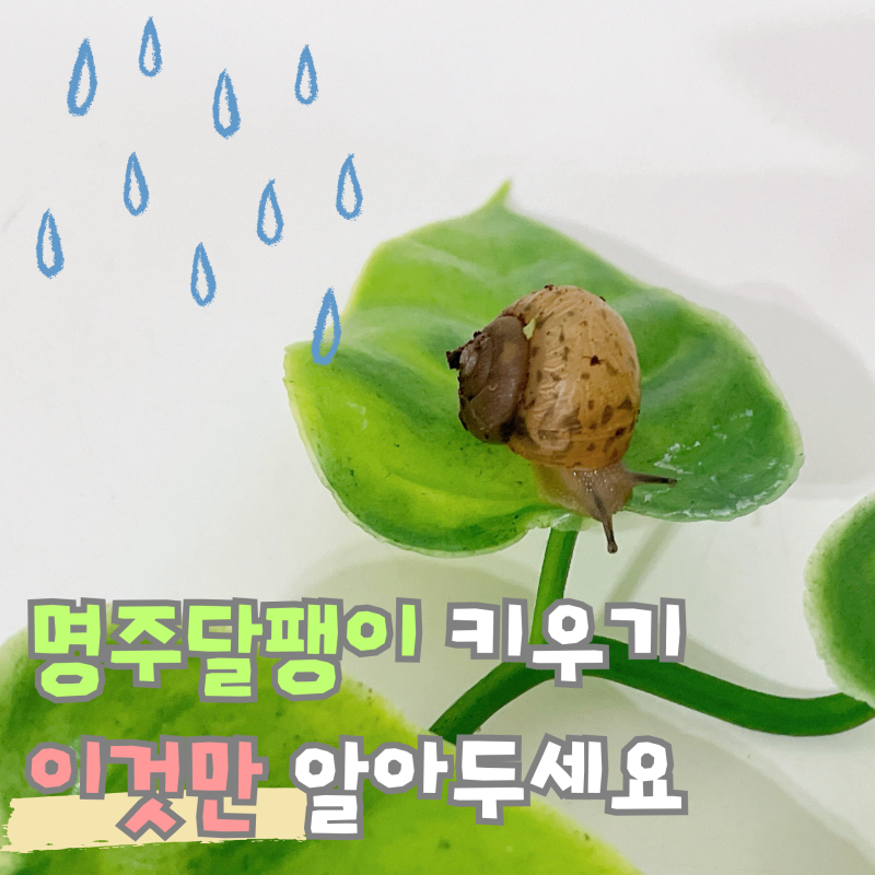 명주 달팽이 키우기 수명 먹이 알부화 성공 방법