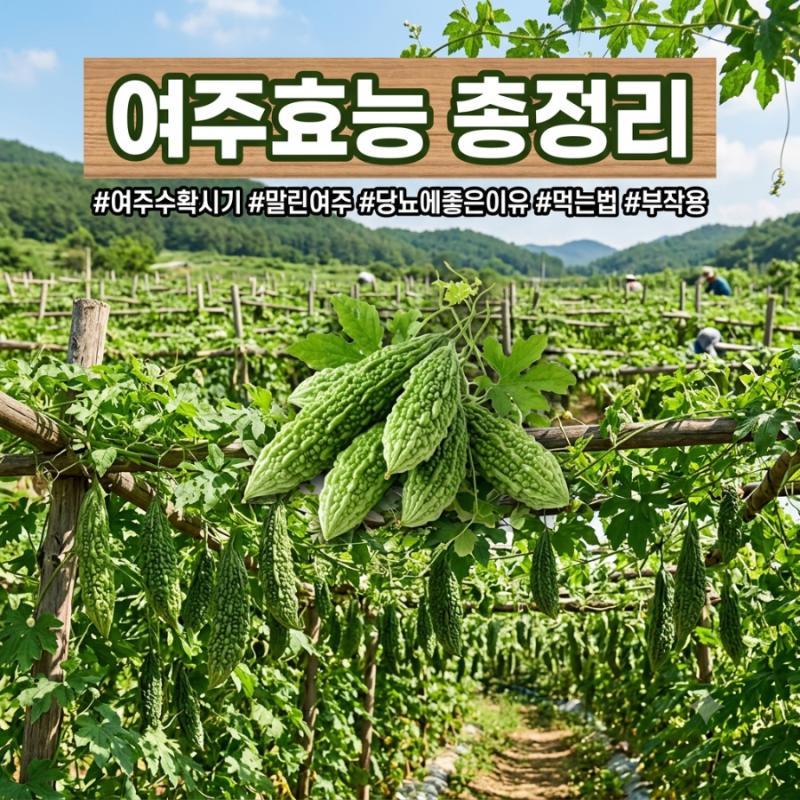 [여주 효능 총정리] 당뇨에 좋은 이유부터 수확시기, 먹는법, 부작용까지!