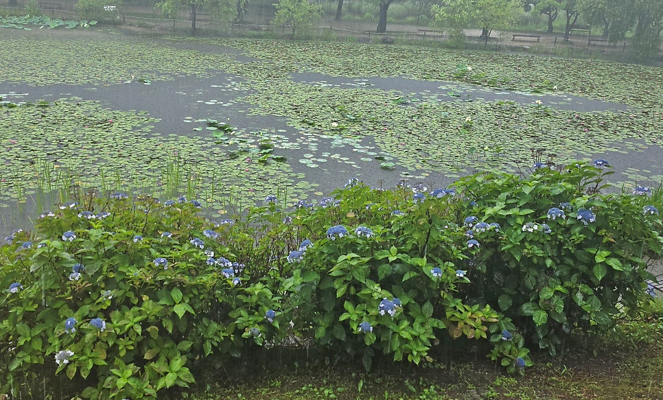 해담가 사진 4