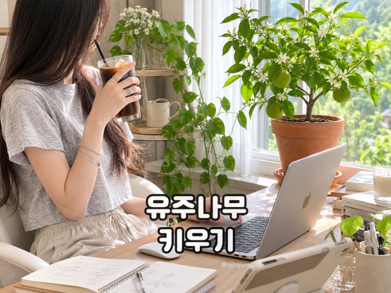 유주나무 키우기 유자나무 탱자 꽃과 열매까지