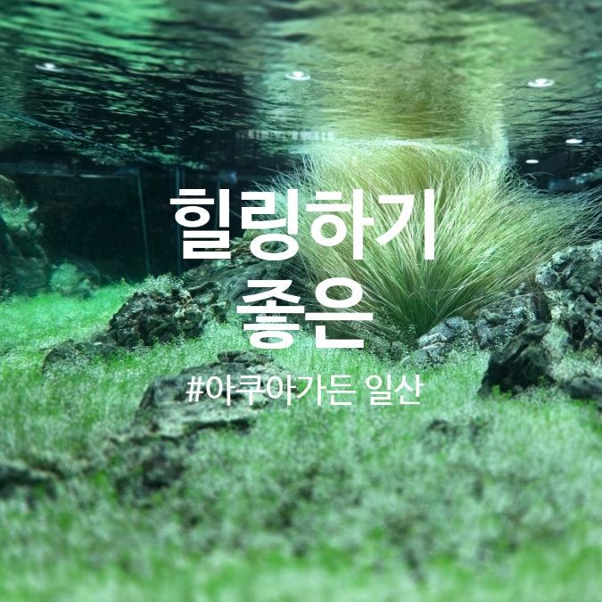 물멍 때리기 좋은 일산 수족관 카페 아쿠아가든