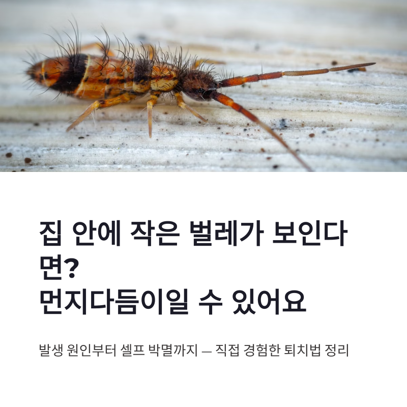 먼지다듬이 퇴치 방법, 발생 원인부터 셀프 박멸 관리까지