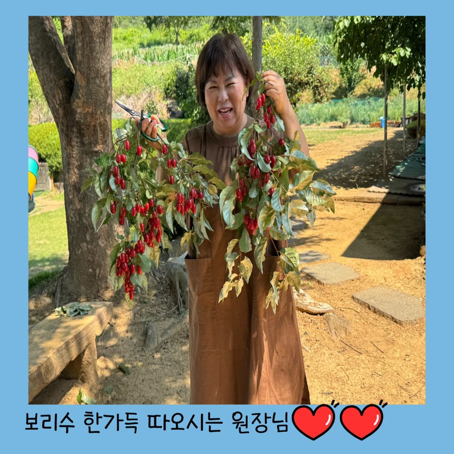 보리수 사진 2