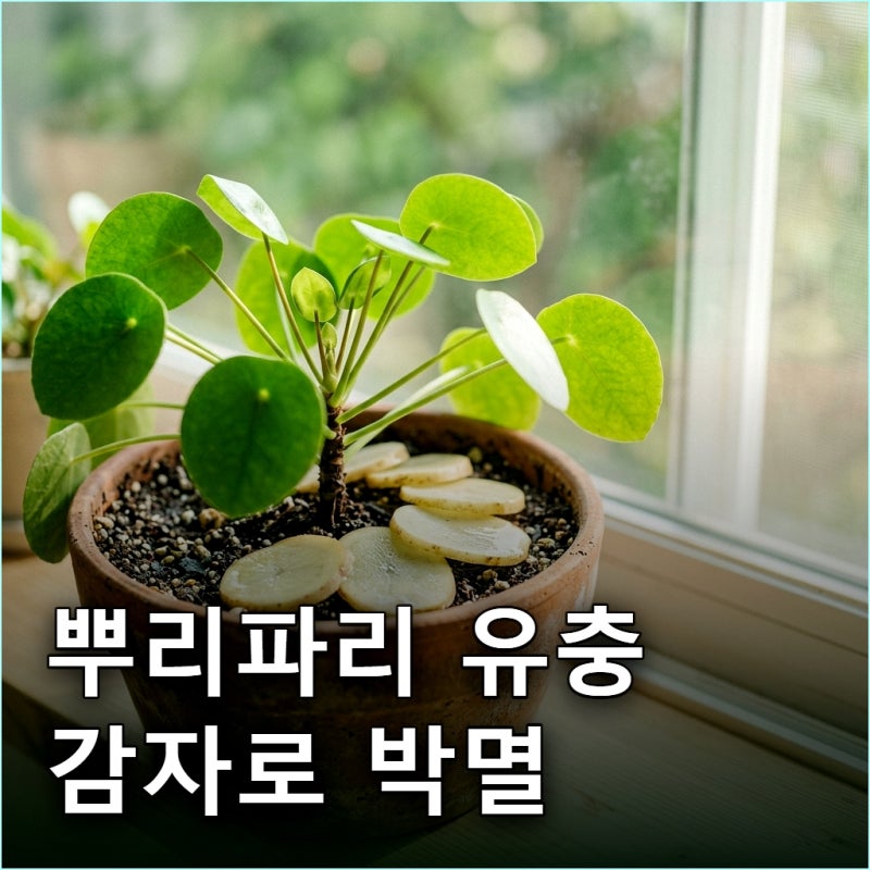 "끈끈이 100장보다 낫다" 흙 속 뿌리파리 유충 생감자로 씨 말리는 법