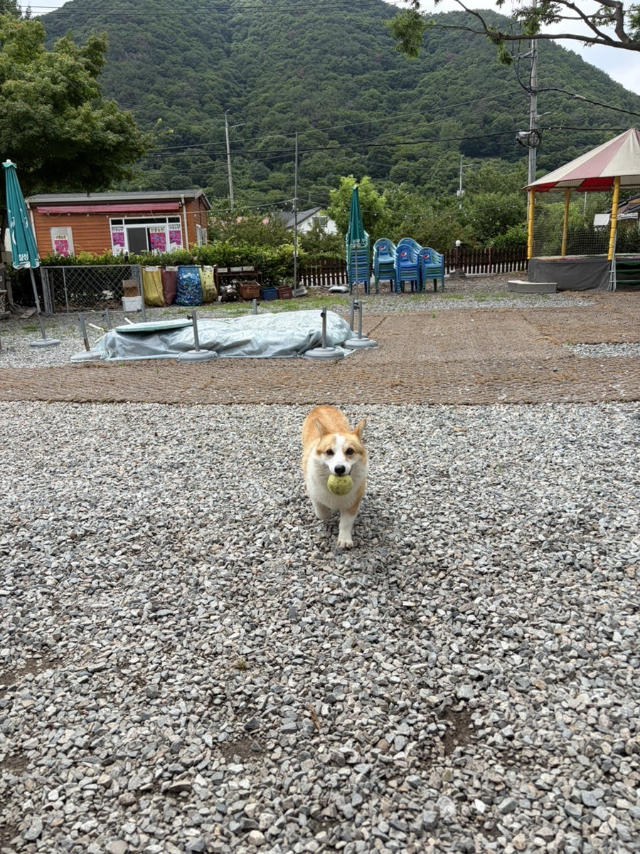 오늘리버독채펜션 사진 3