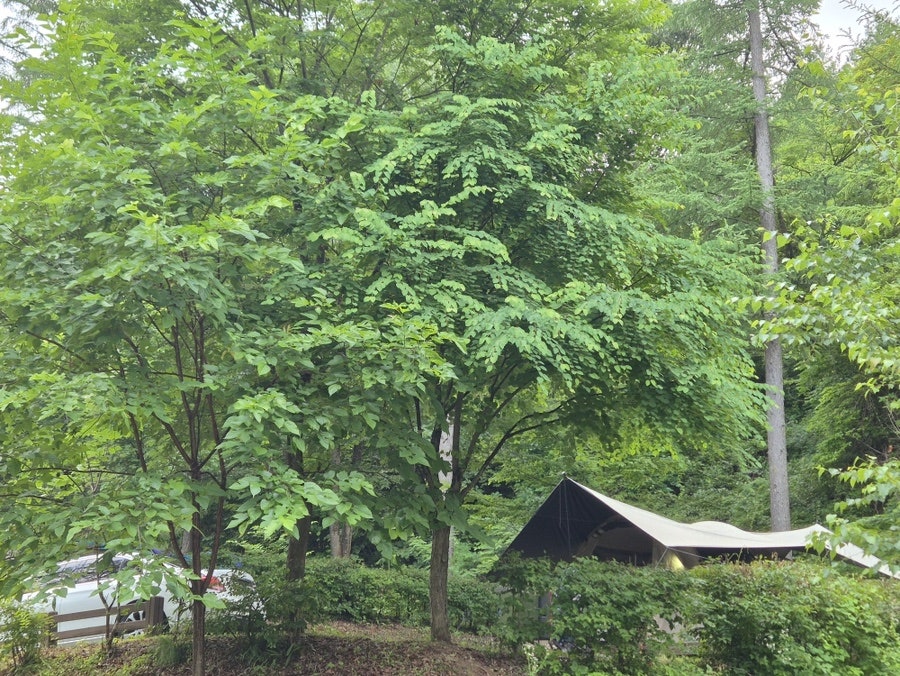 국립화천숲속야영장 사진 5