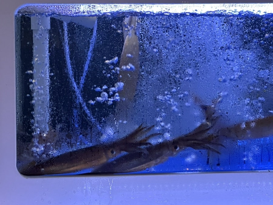 오징어마을 사진 4